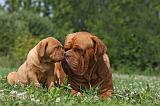 DOGUE DE BORDEAUX 242